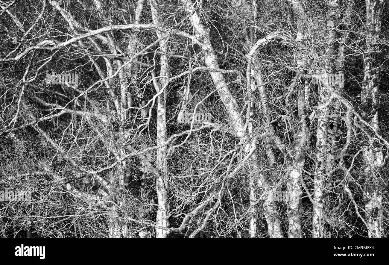 Silver Birch trees Stock Photo Alamy