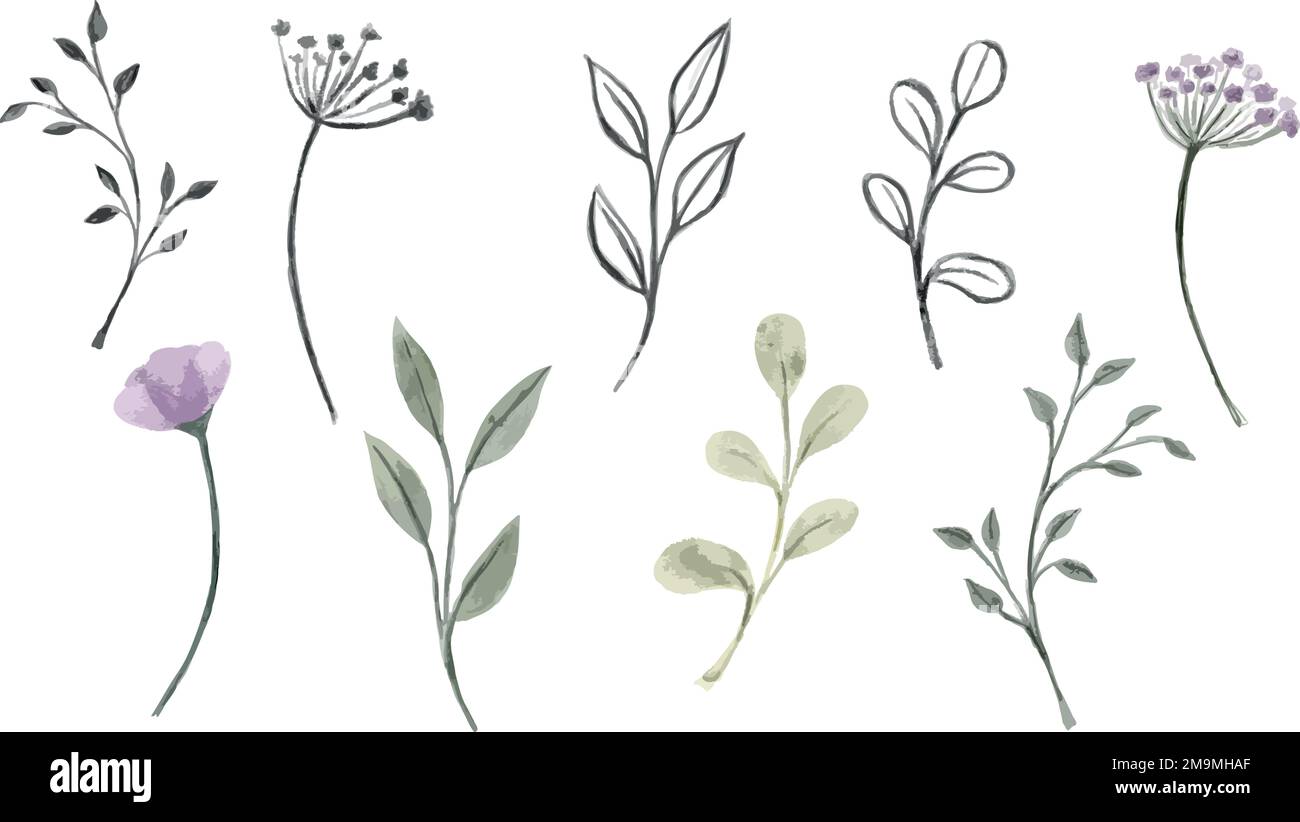 Set of graphic vector plant branches with leaves and flowers Stock ...