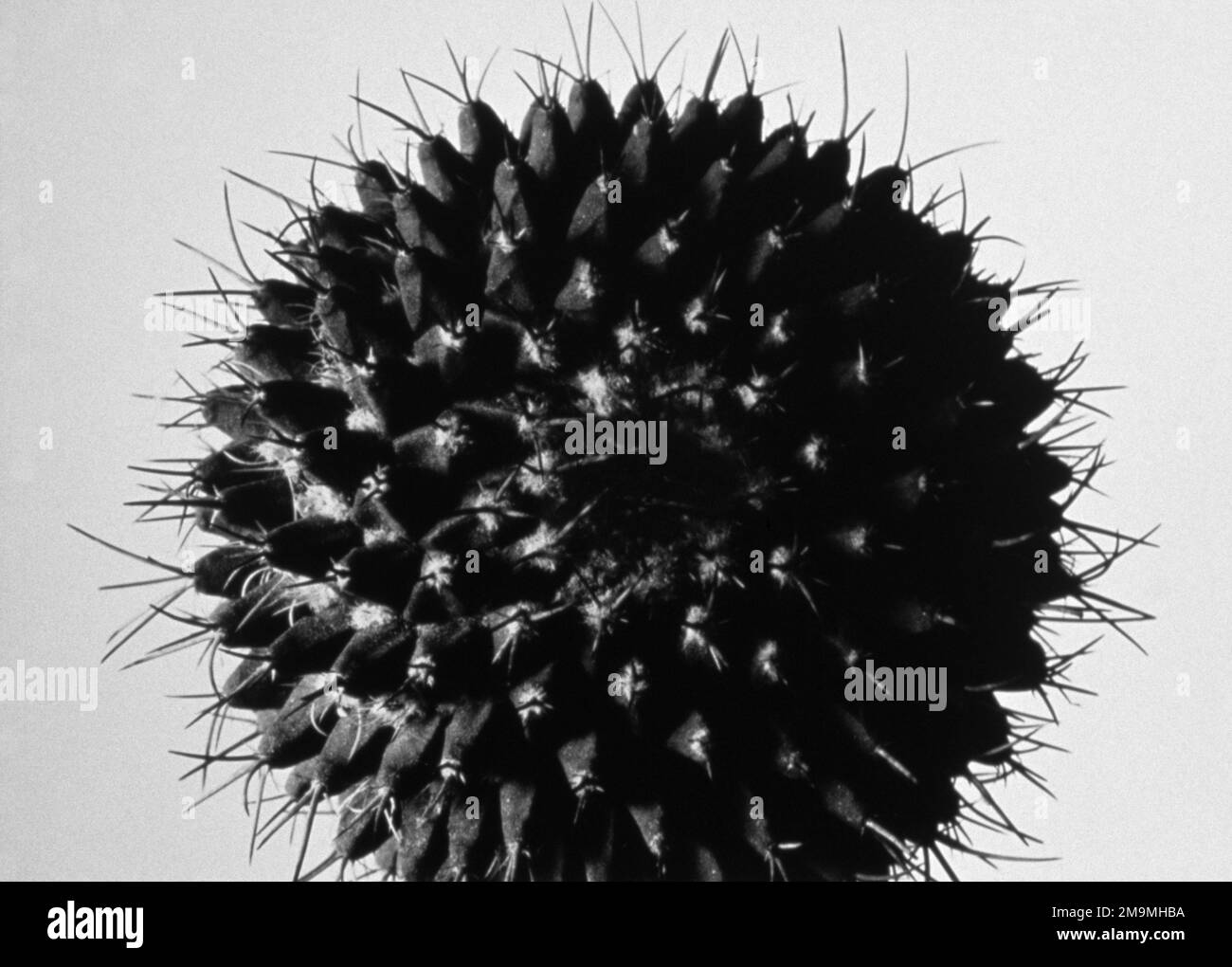 Black and white studio shot of seed pod Stock Photo - Alamy