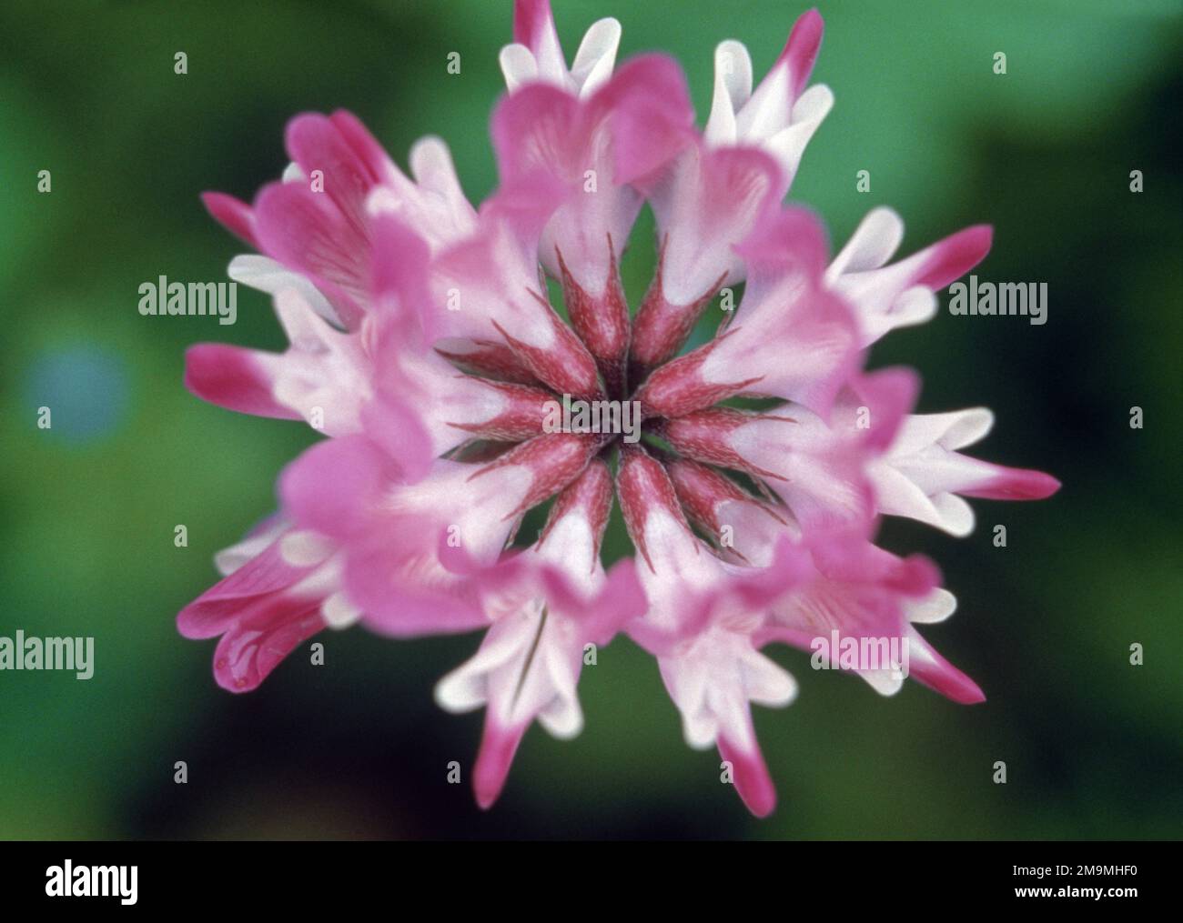 Photograph of a pink flower hi-res stock photography and images - Alamy