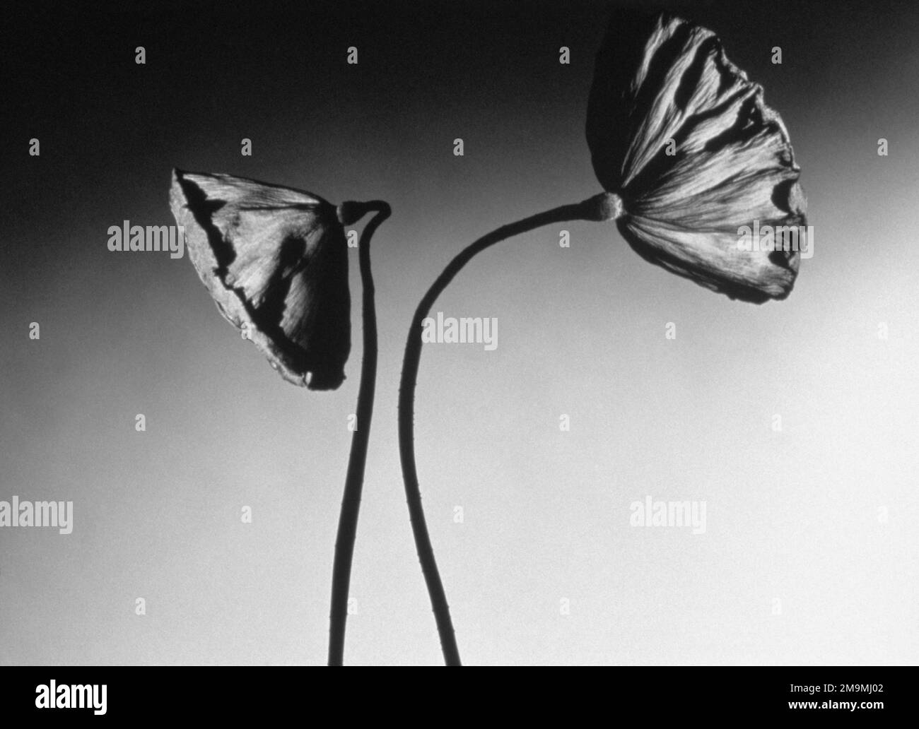 Black and white studio shot of lotus water lily seed pods against white background Stock Photo