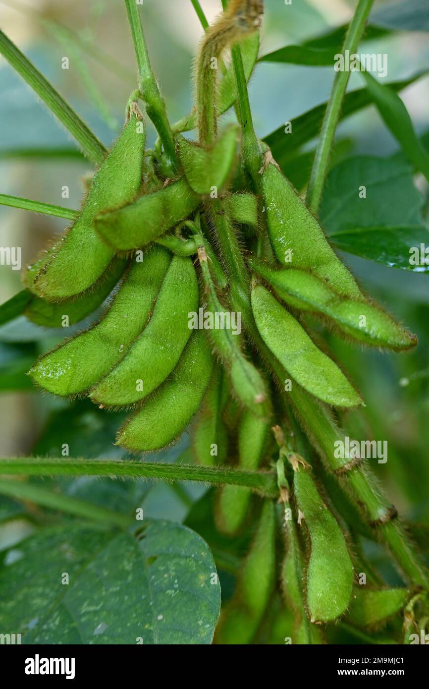A vertical closeup of soybeans with green leaves growing in a garden Stock Photo Alamy