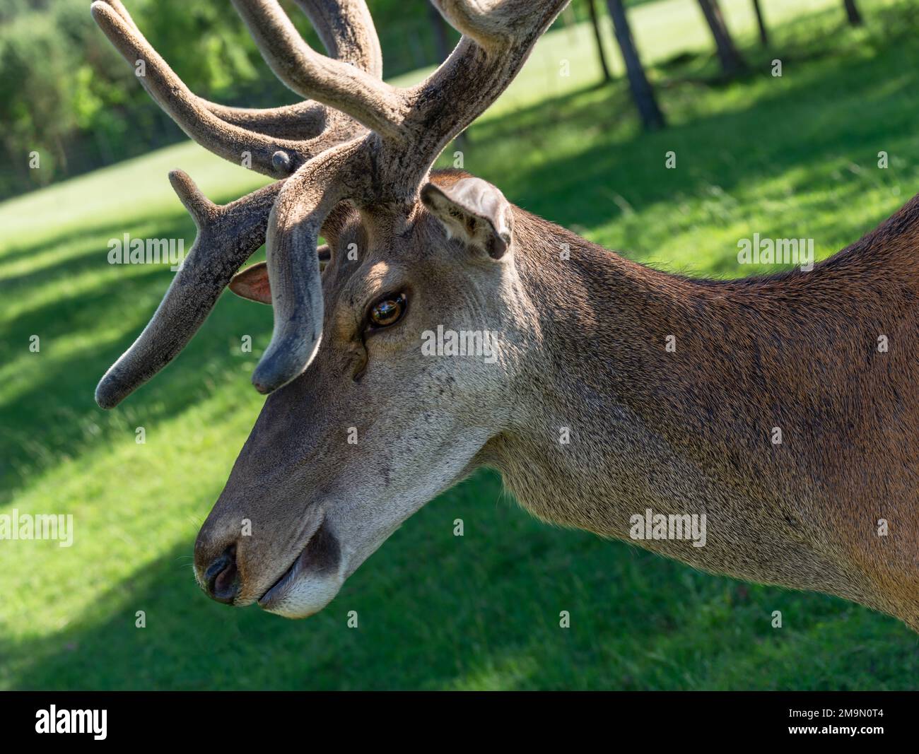 Portrait of a majestic red deer Stock Photo