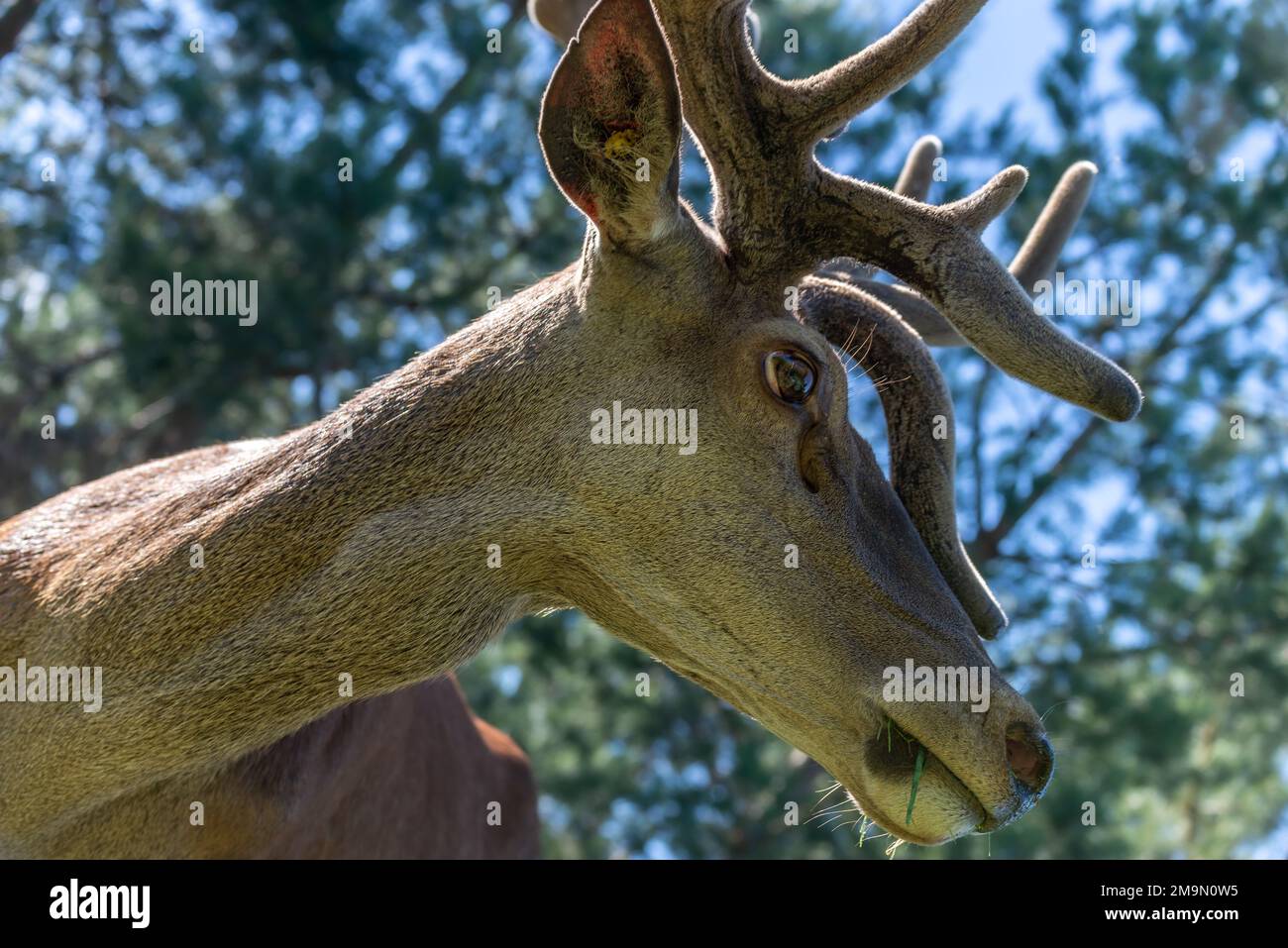 Portrait of a majestic red deer Stock Photo