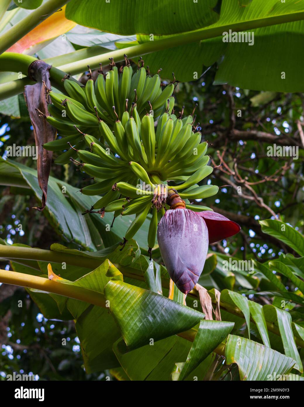 Banana trees, bananas plant in Cuba, Cuban Banana Stock Photo Alamy