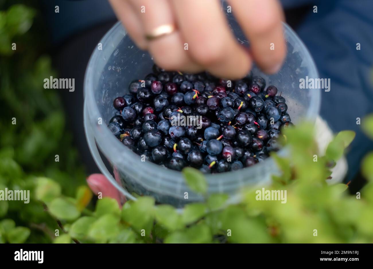 Picking wild blueberries in hi-res stock photography and images - Alamy