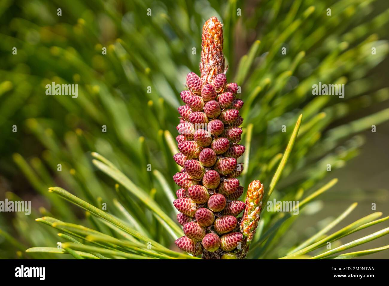 A young cone growing on a spruce tree Stock Photo