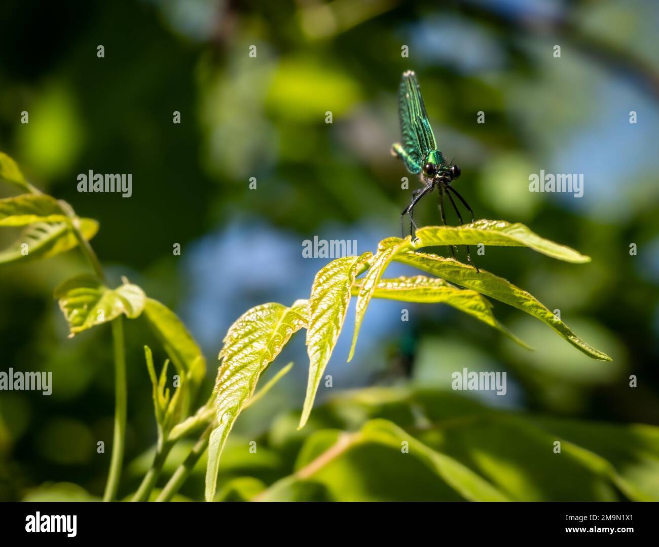 A beautiful dragonfly resting on a tree branch Stock Photo