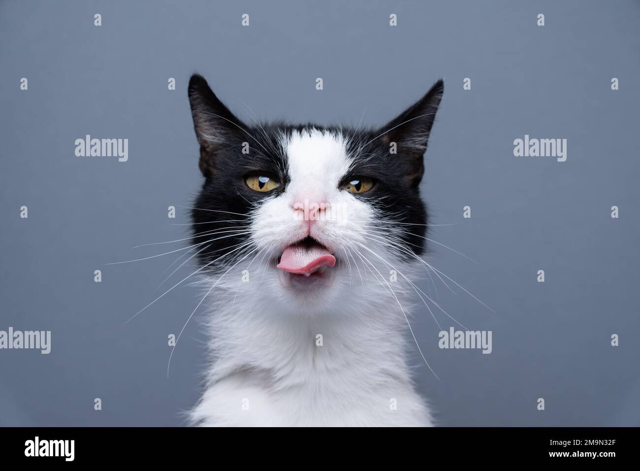 tuxedo cat making funny face, sticking out tongue looking at camera ...