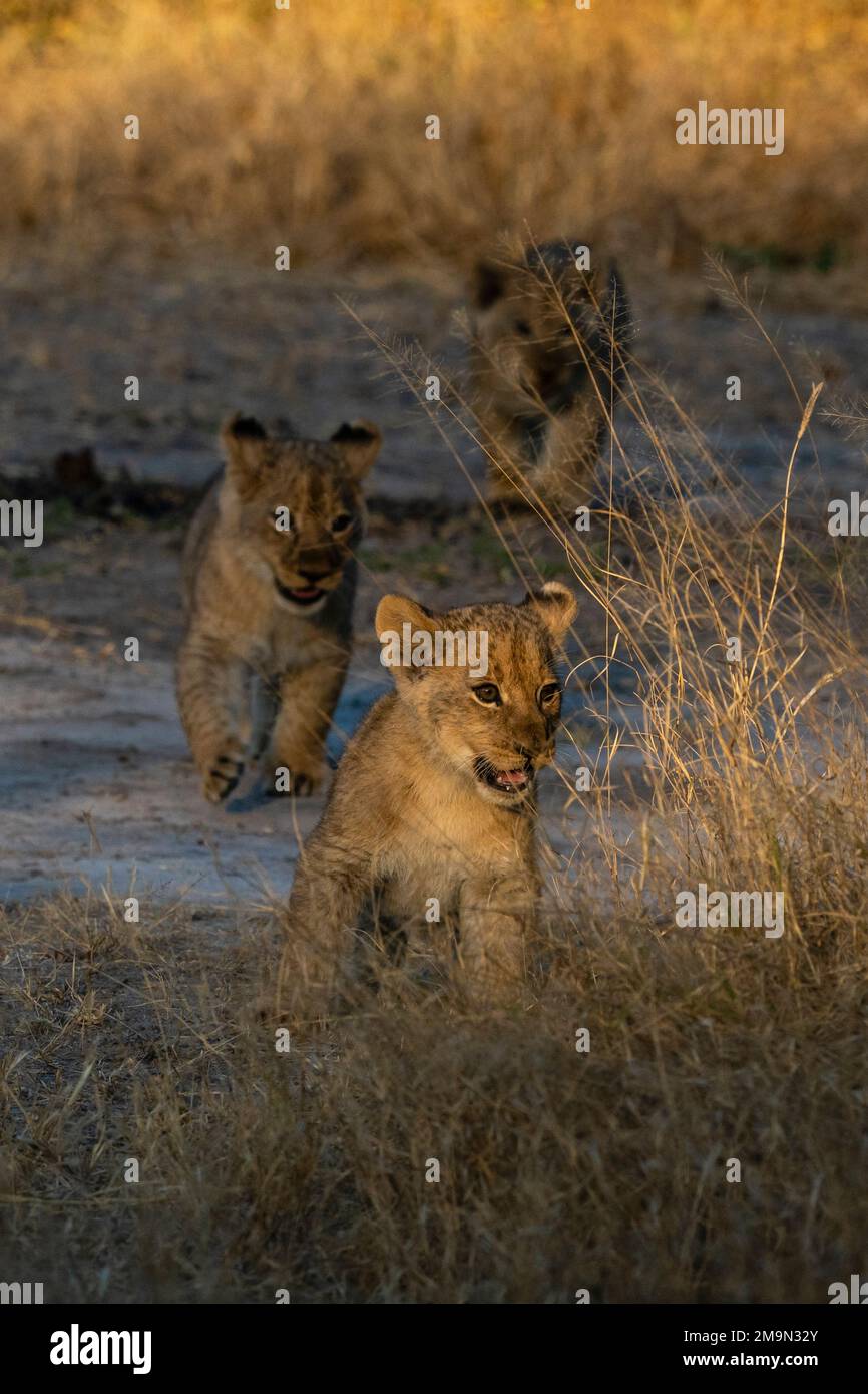 Three lion cubs (Panthera leo) walking, Khwai Concession, Okavango Delta, Botswana. Stock Photo