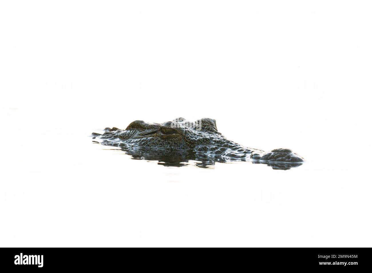 Nile Crocodile (Crocodylus niloticus), Chobe National Park, Botswana