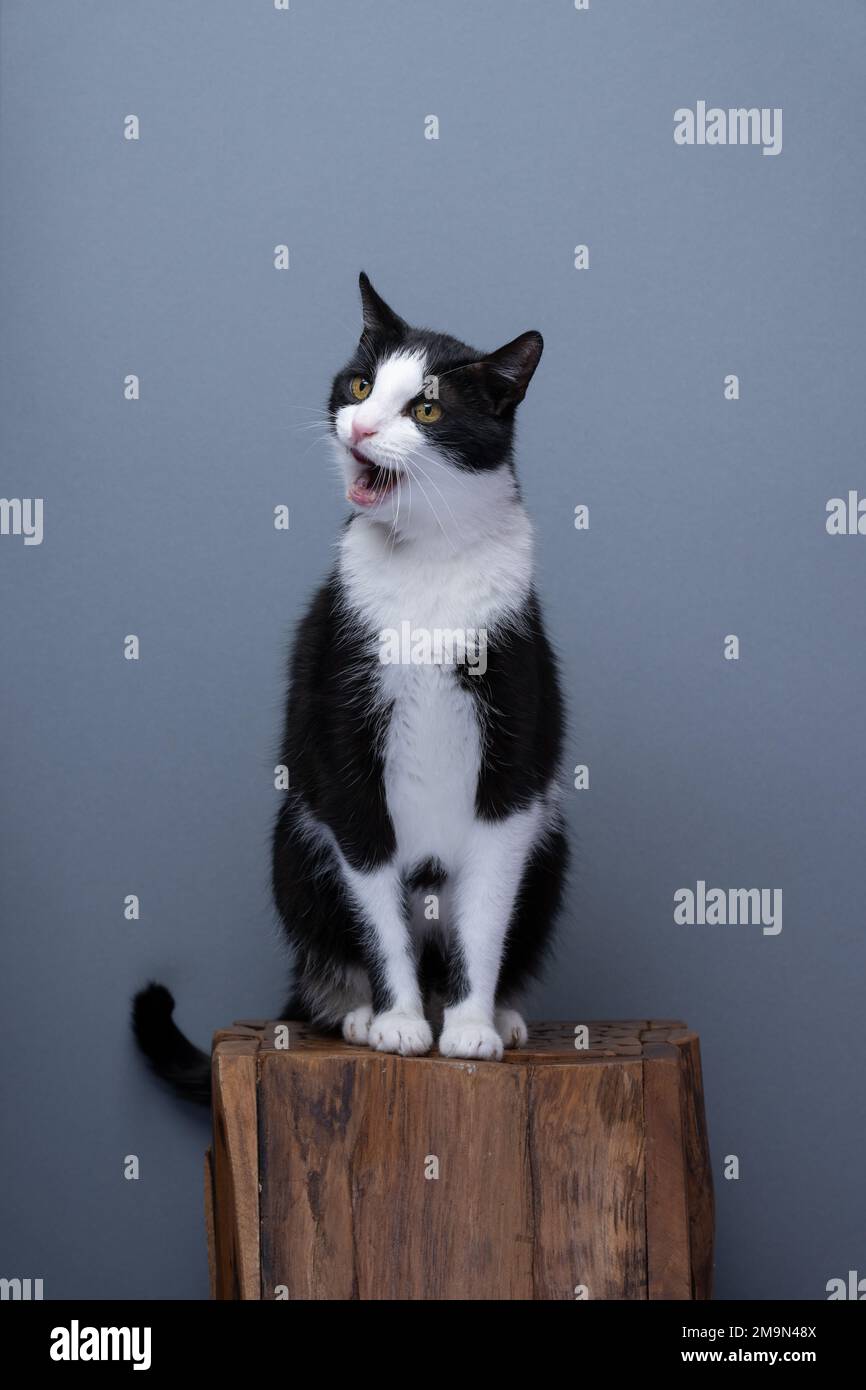 Cat full body hi-res stock photography and images - Alamy
