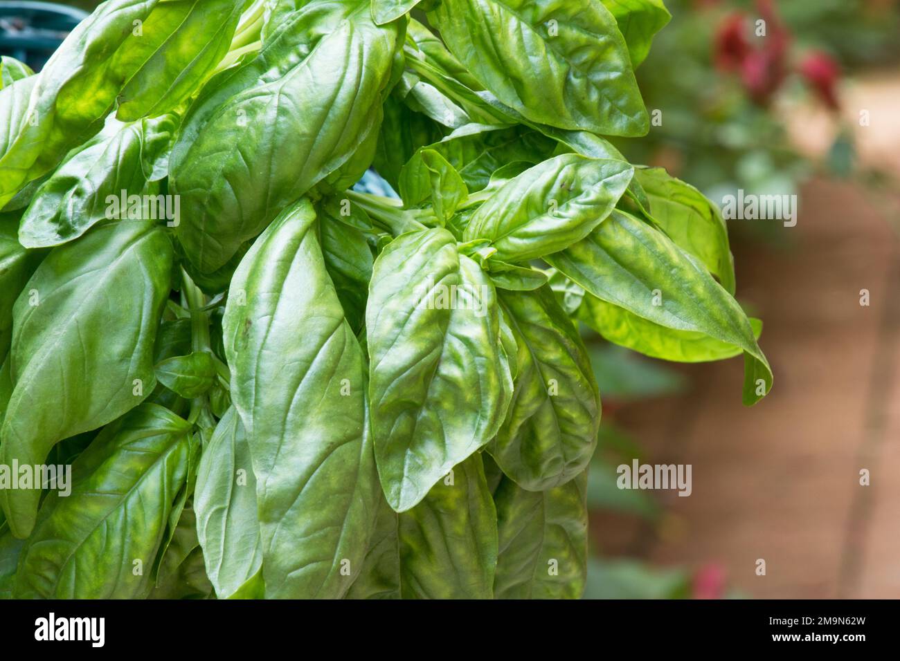 Basil, (Ocimum basilicum), sweet basil, annual herb of the mint family