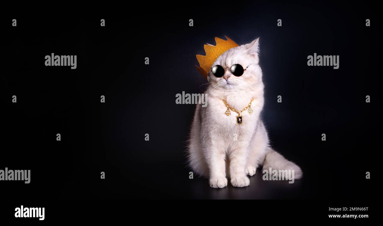 a cute white king cat wearing a golden crown sits on an isolated black background. Stock Photo