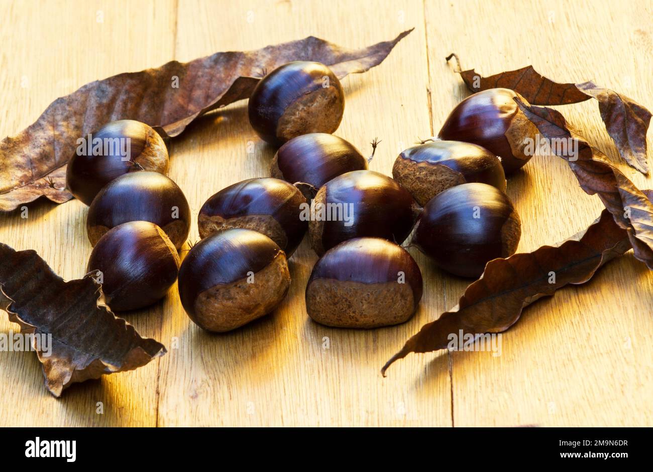 Chestnuts dried leaves hi-res stock photography and images - Alamy