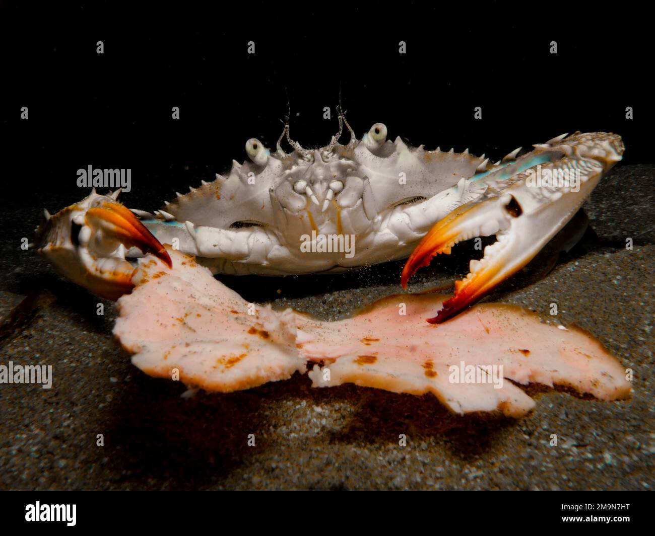 Swimming crab eating ham for lunch Stock Photo
