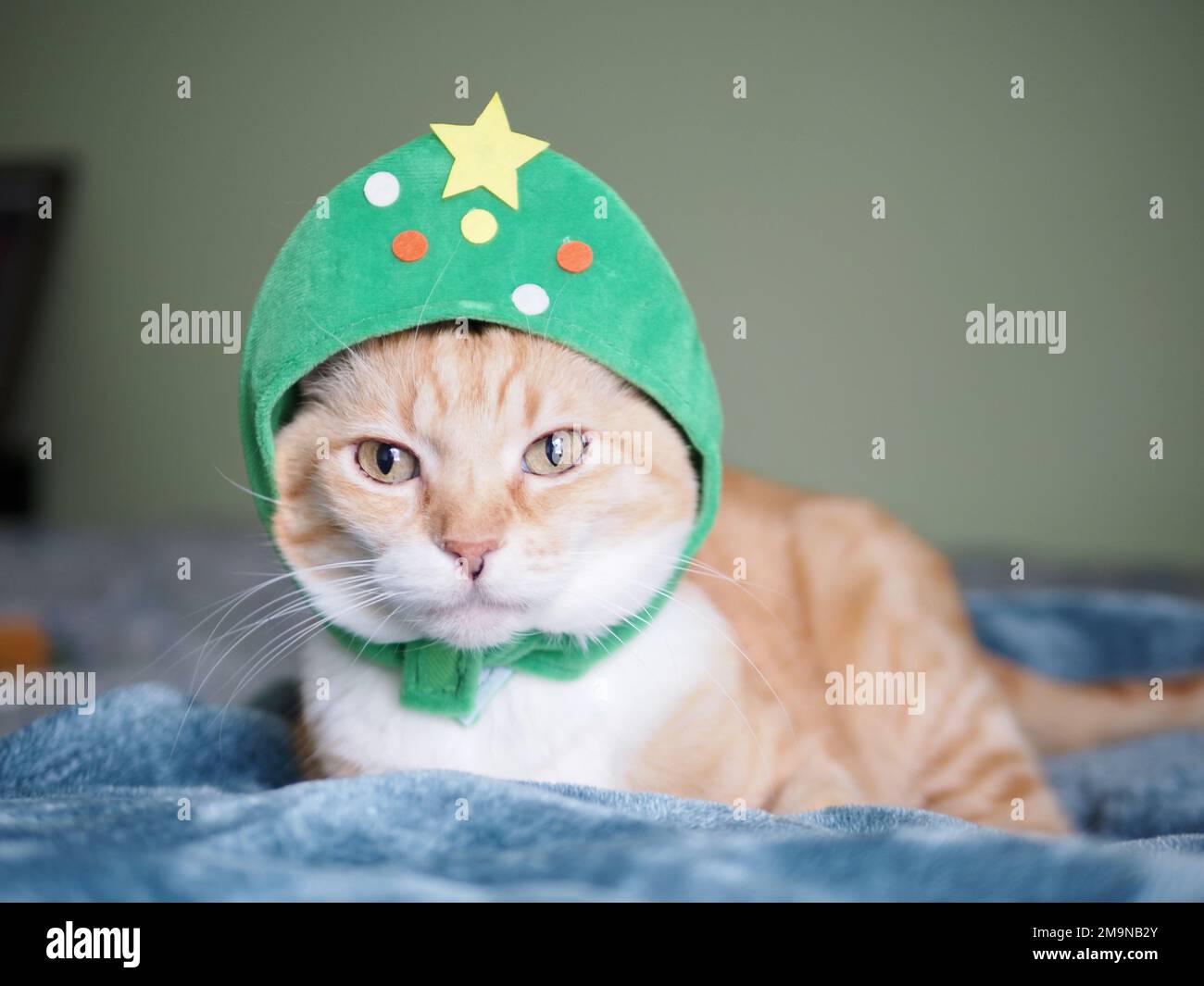 Mika the orange tabby as a Christmas Tree Stock Photo