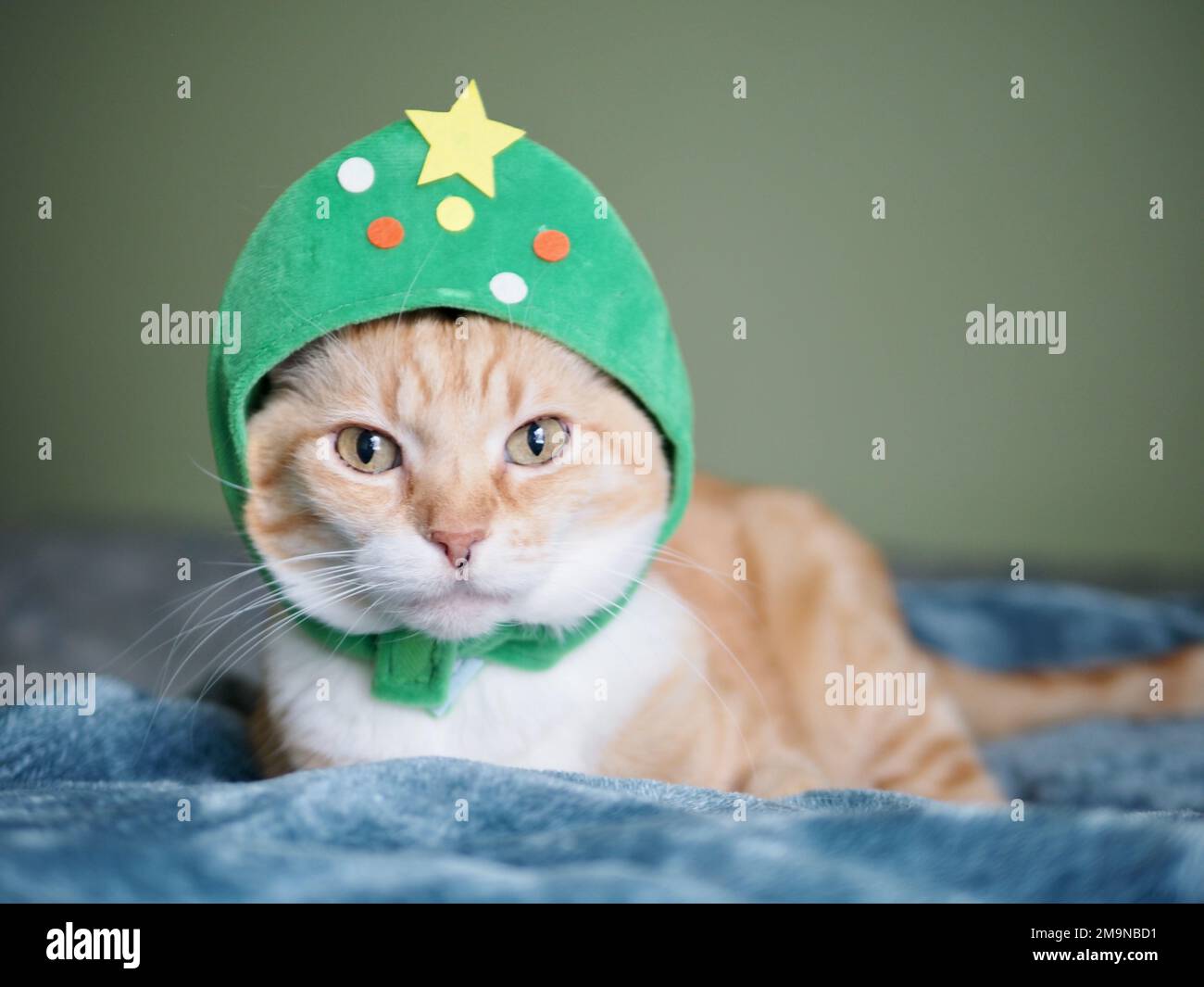 Mika the orange tabby as a Christmas Tree Stock Photo