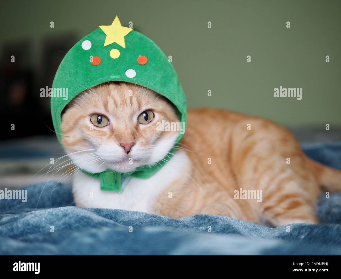 Mika the orange tabby as a Christmas Tree Stock Photo
