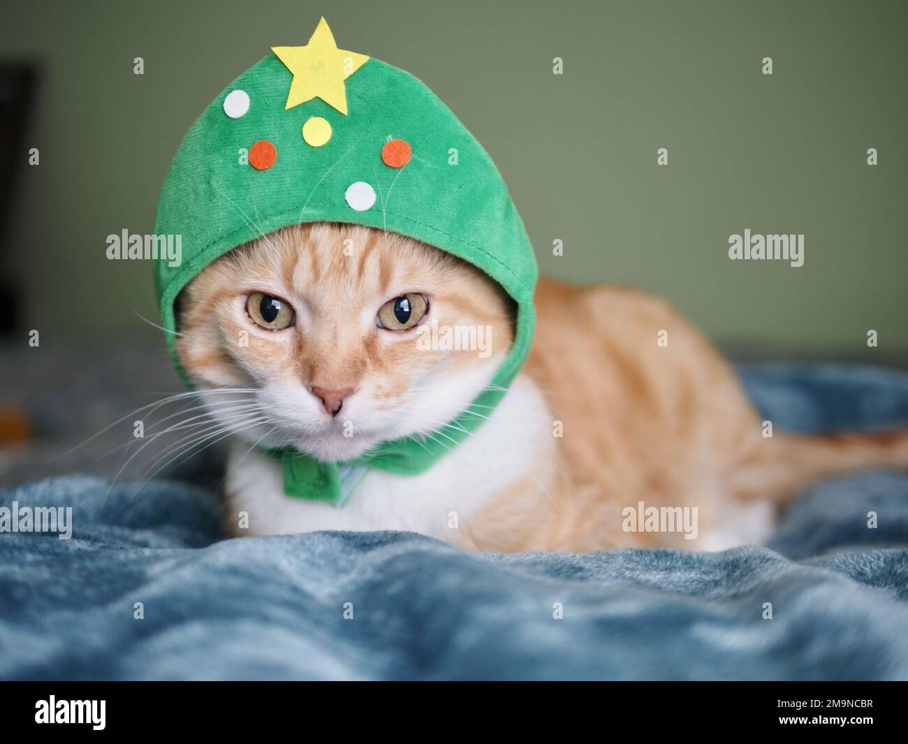 Mika the orange tabby as a Christmas Tree Stock Photo