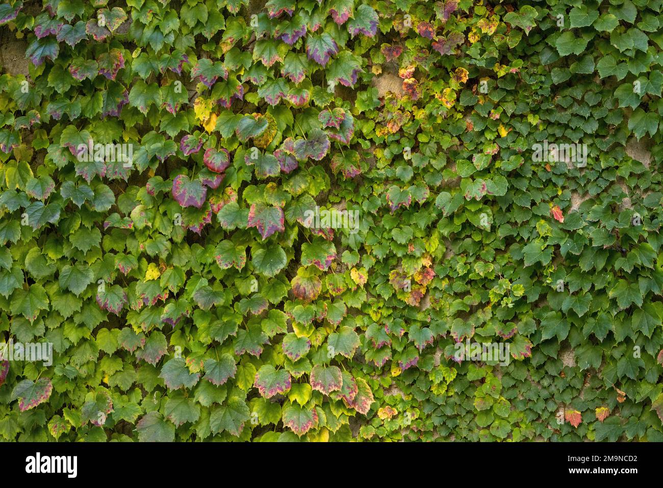 Ivy growing on a wall Stock Photo