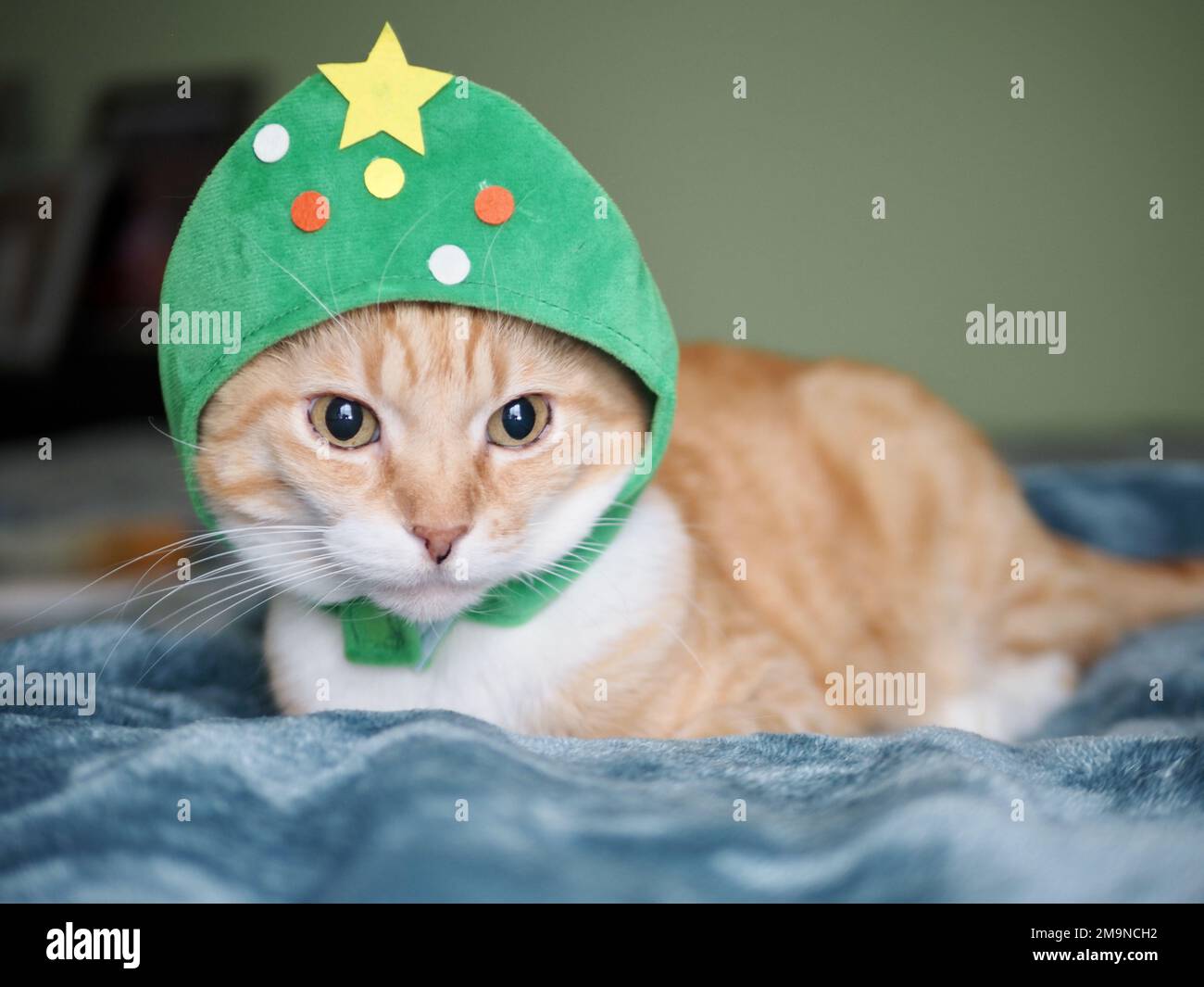 Mika the orange tabby as a Christmas Tree Stock Photo