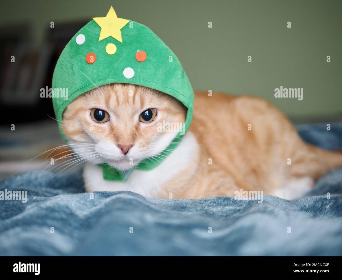 Mika the orange tabby as a Christmas Tree Stock Photo