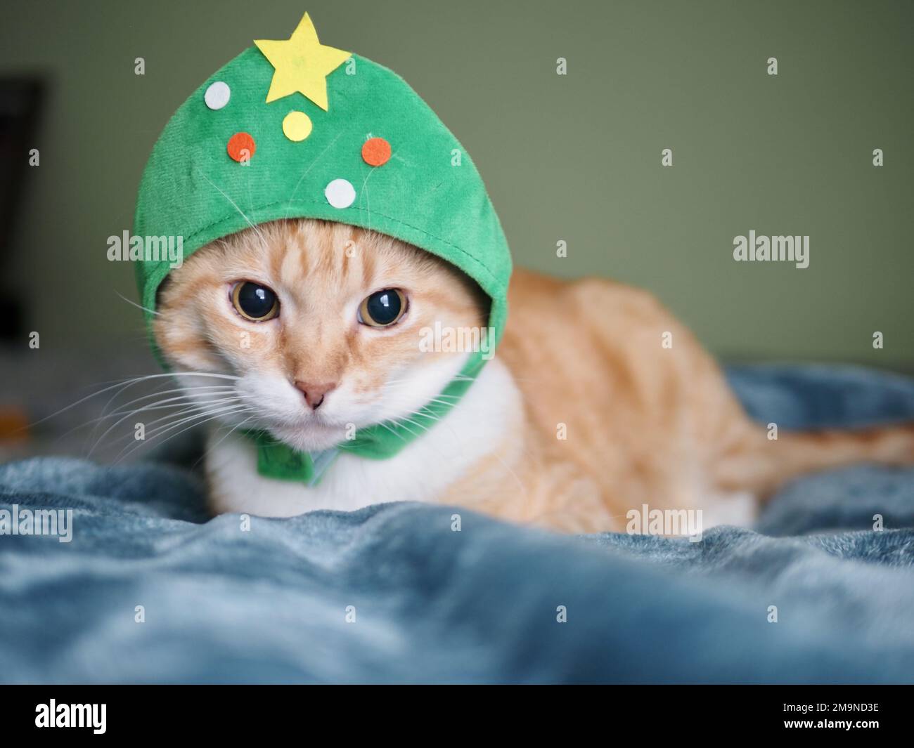 Mika the orange tabby as a Christmas Tree Stock Photo