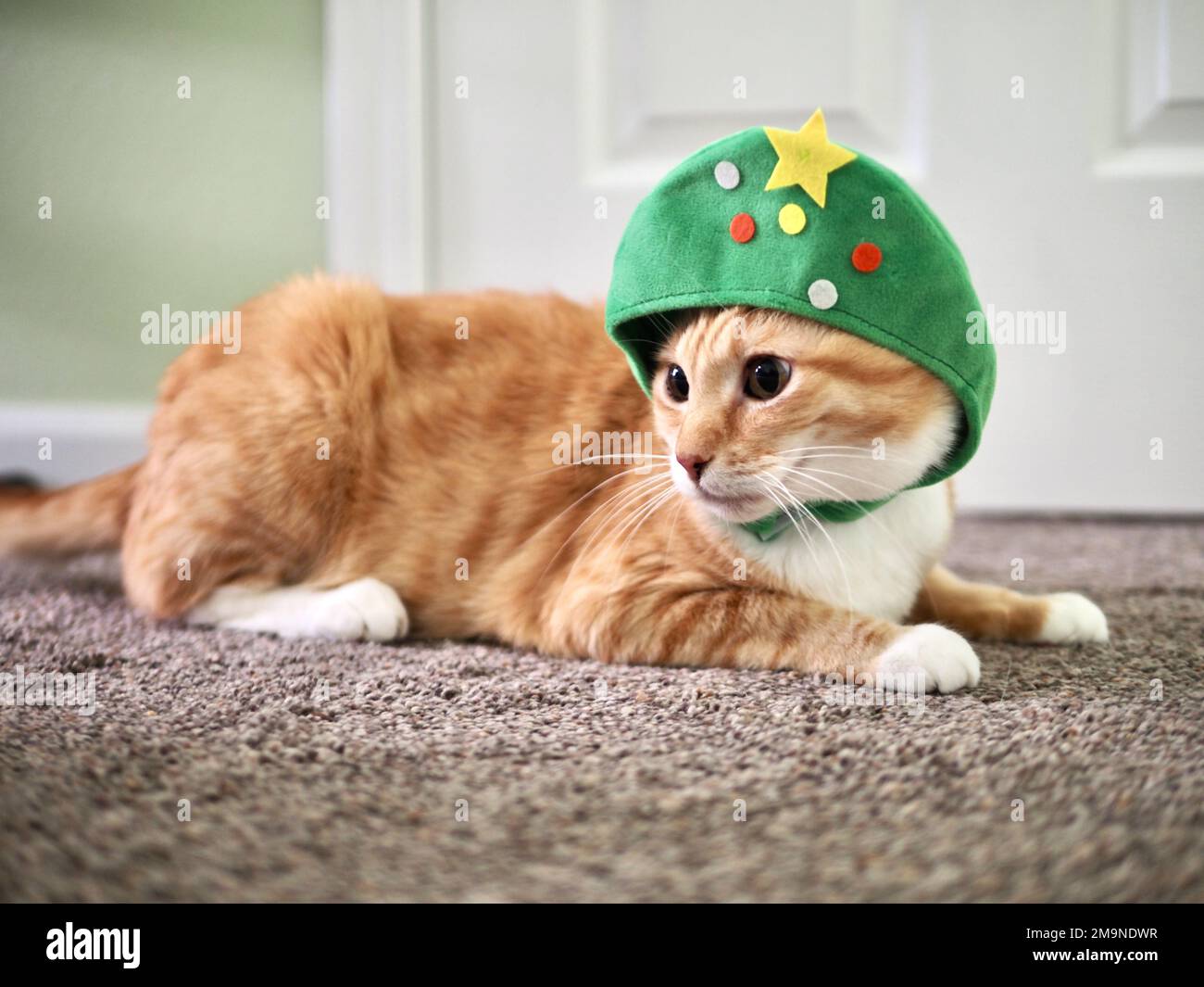 Mika the orange tabby as a Christmas Tree Stock Photo