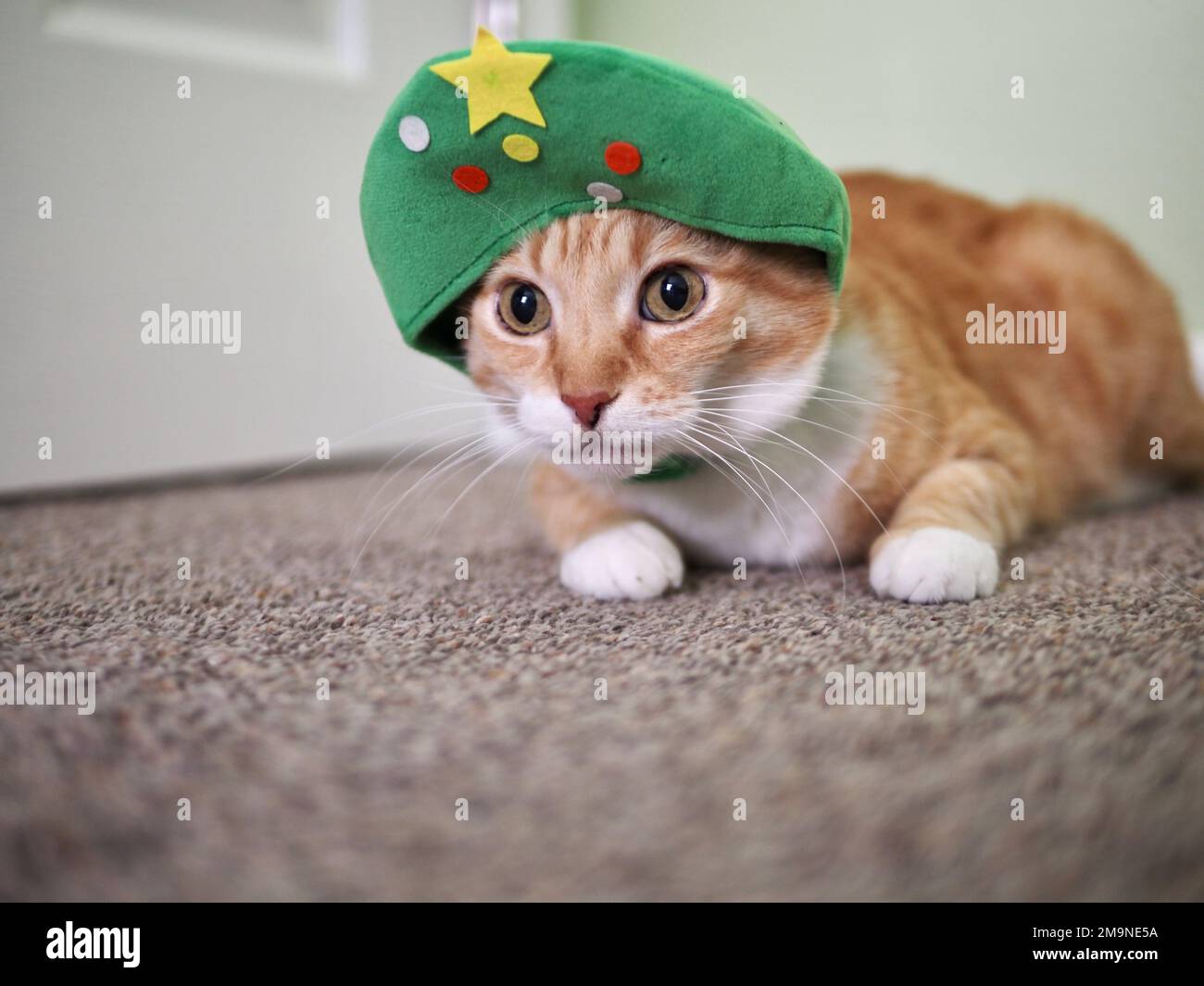 Mika the orange tabby as a Christmas Tree Stock Photo