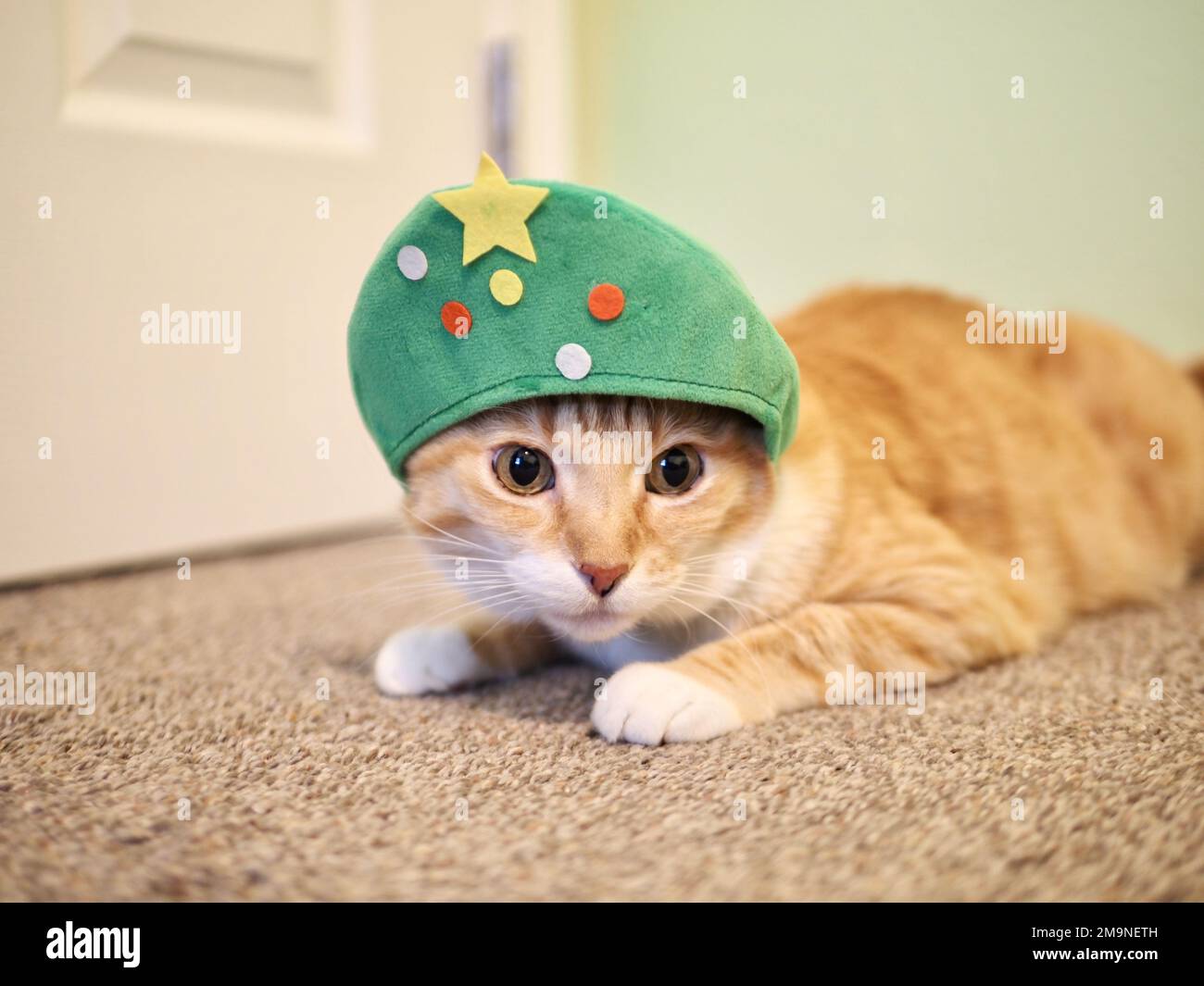 Mika the orange tabby as a Christmas Tree Stock Photo