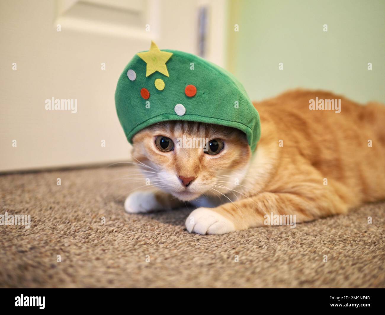 Mika the orange tabby as a Christmas Tree Stock Photo