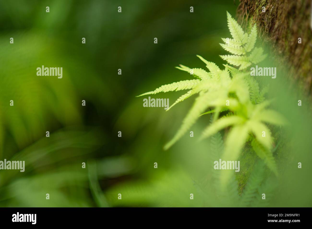 Close-up photo. Pattern with green leaves. Background. Stock Photo