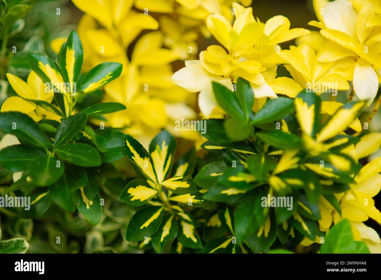 Close-up photo. Pattern with green leaves. Background. Stock Photo