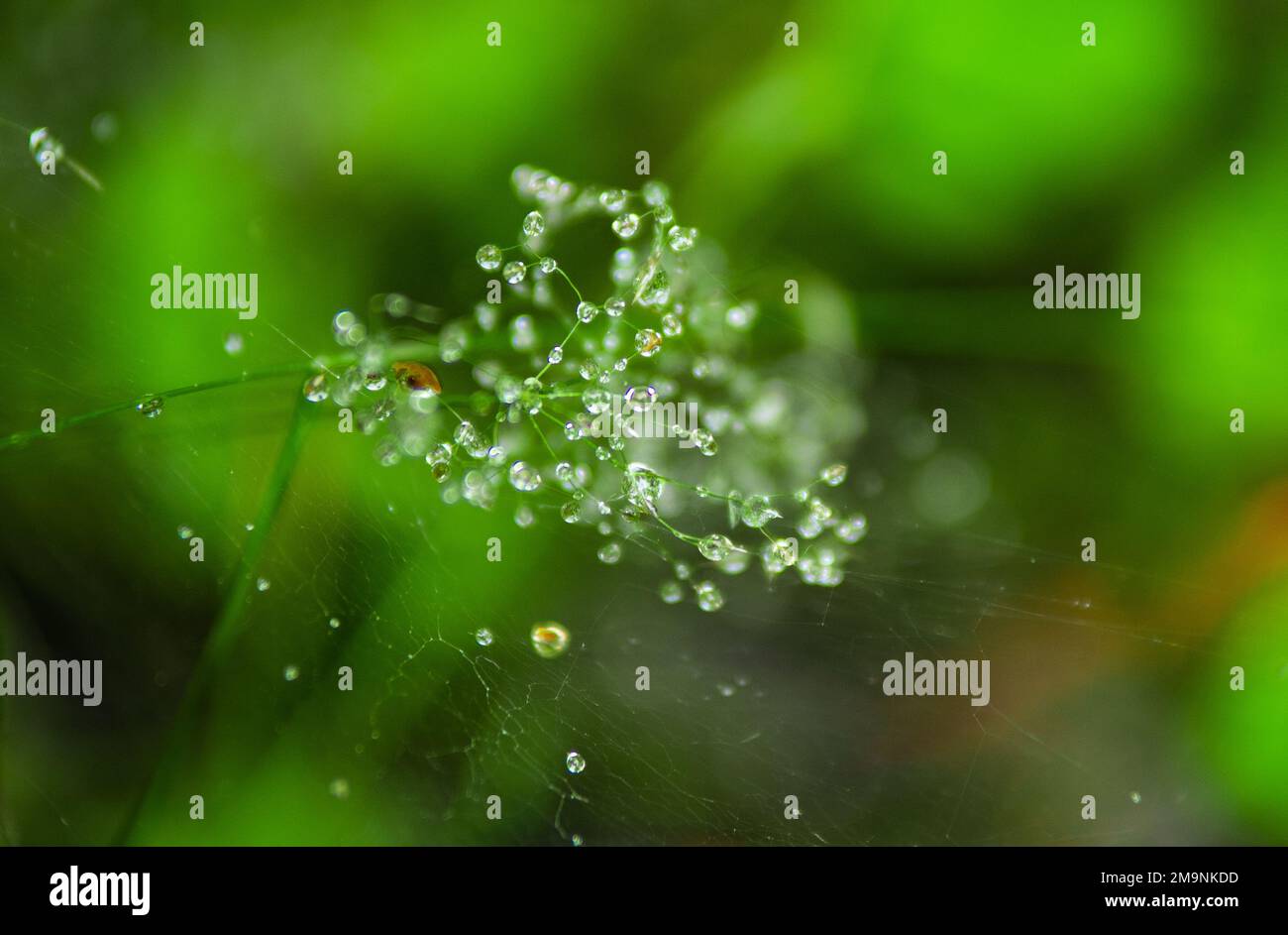 Natural green background with leaf and drops of water Stock Photo - Alamy