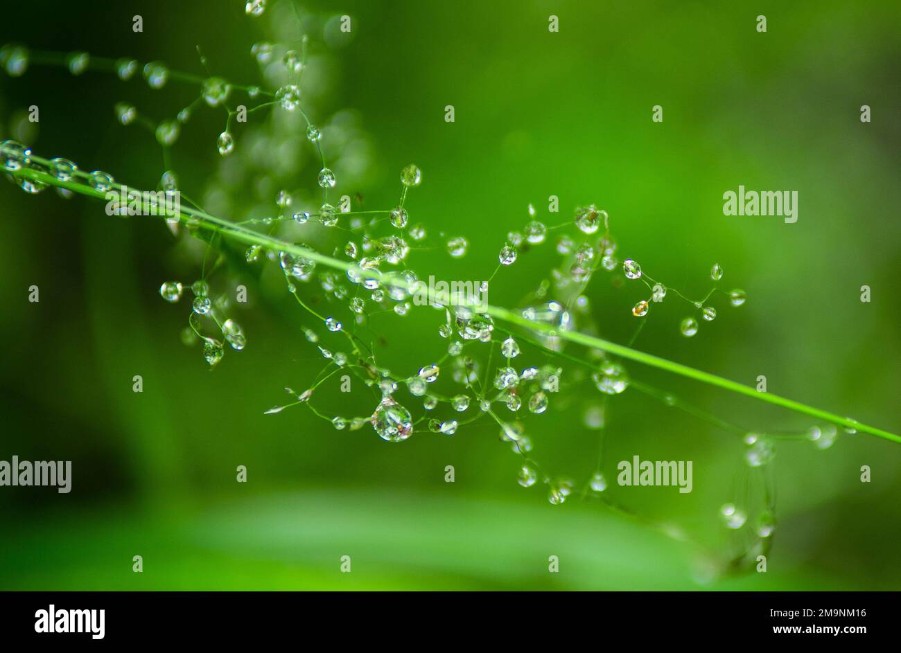 Natural green background with leaf and drops of water Stock Photo - Alamy