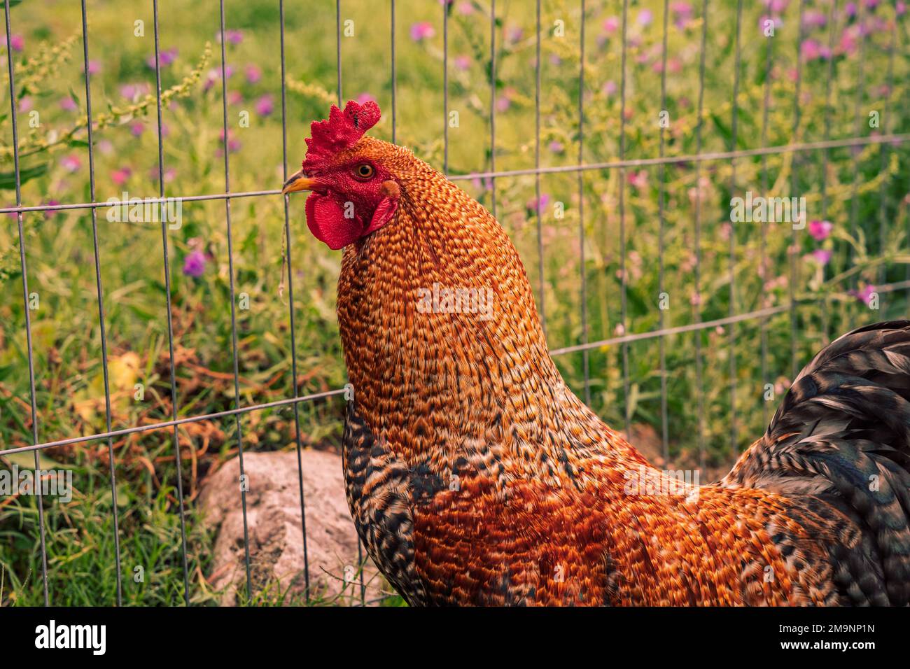 A Closeup Of A Rooster Cock Captured Against A Metal Fence In A a-closeup-of-a-rooster-cock-captured-against-a-metal-fence-in-a