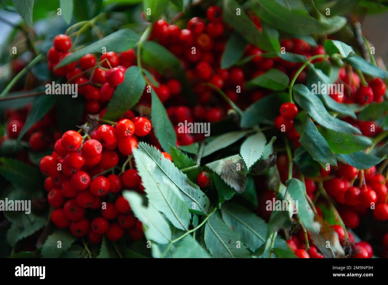 Woman wild berries forest hi-res stock photography and images - Alamy