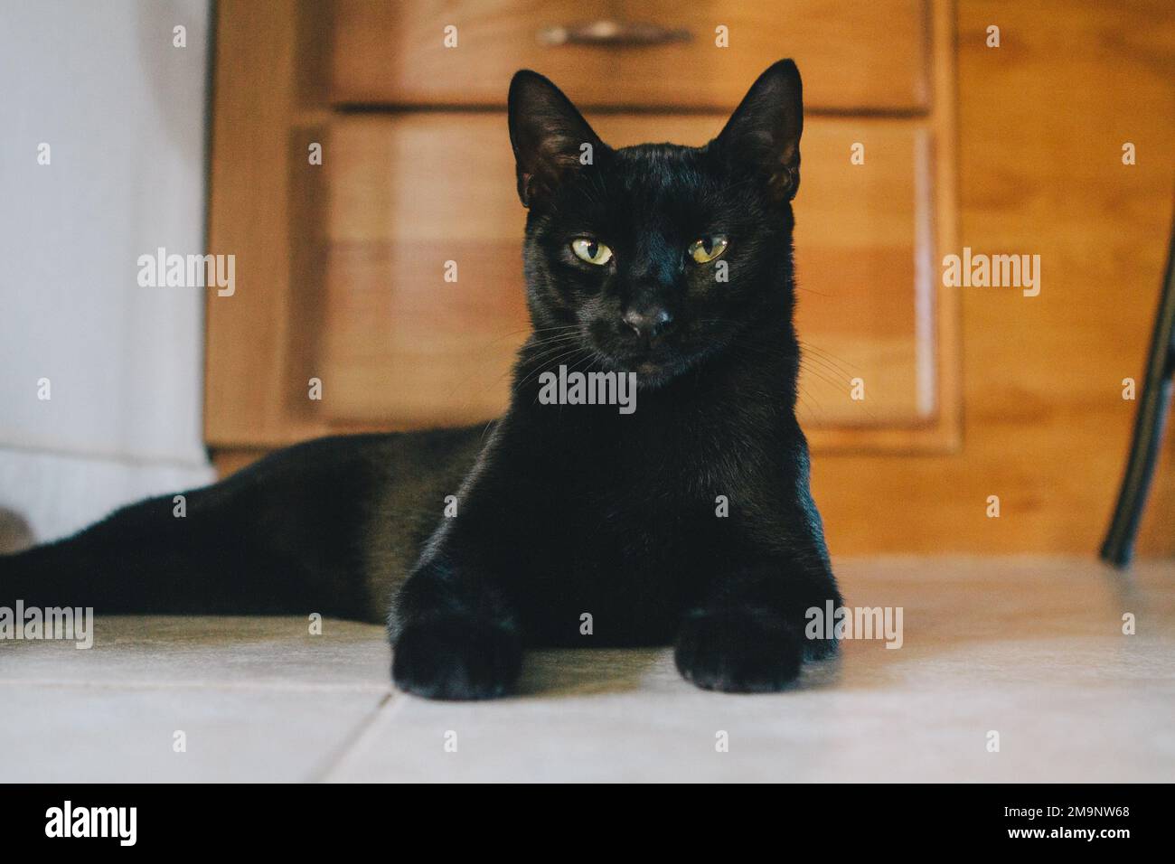 Beautiful black cat sitting on tile floor of home Stock Photo - Alamy