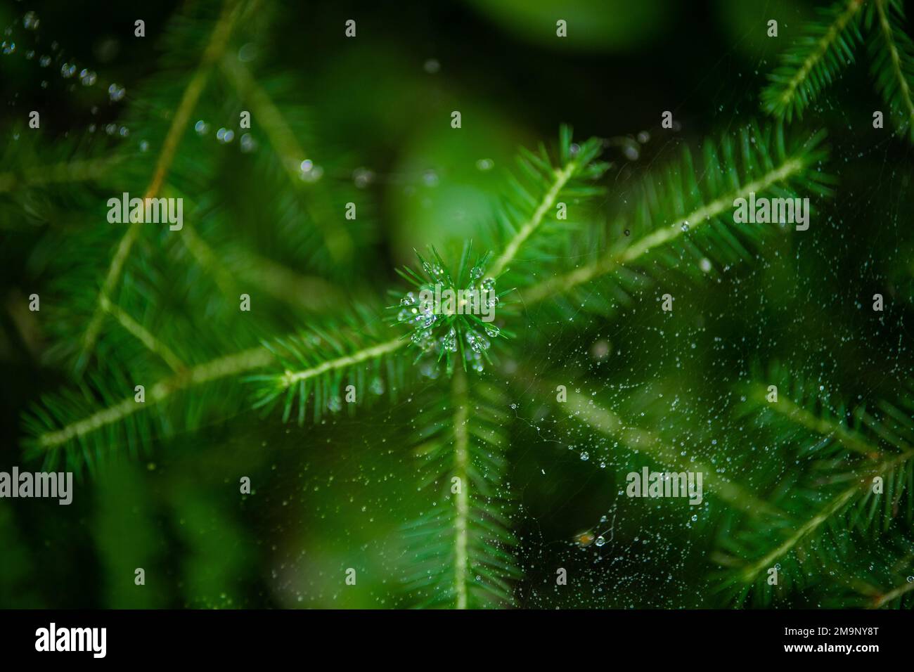 Natural green background with leaf and drops of water Stock Photo - Alamy