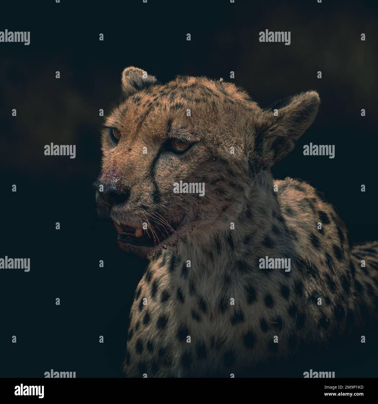 Close-up of a cheetah isolated on clean dark background looking at camera, with space for text. Serengeti park, Tanzania Stock Photo