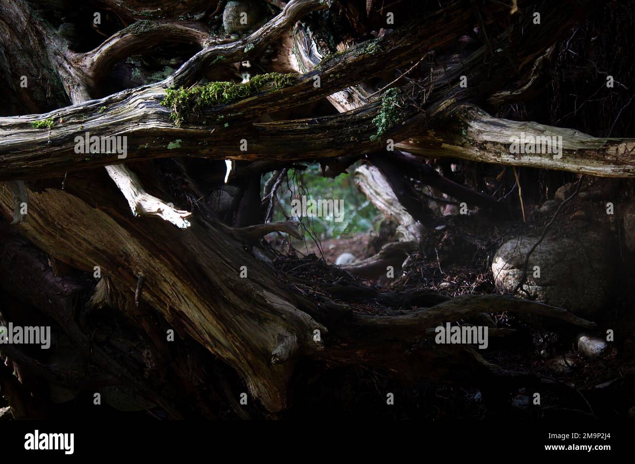 Empty tree branches roots hi-res stock photography and images - Alamy