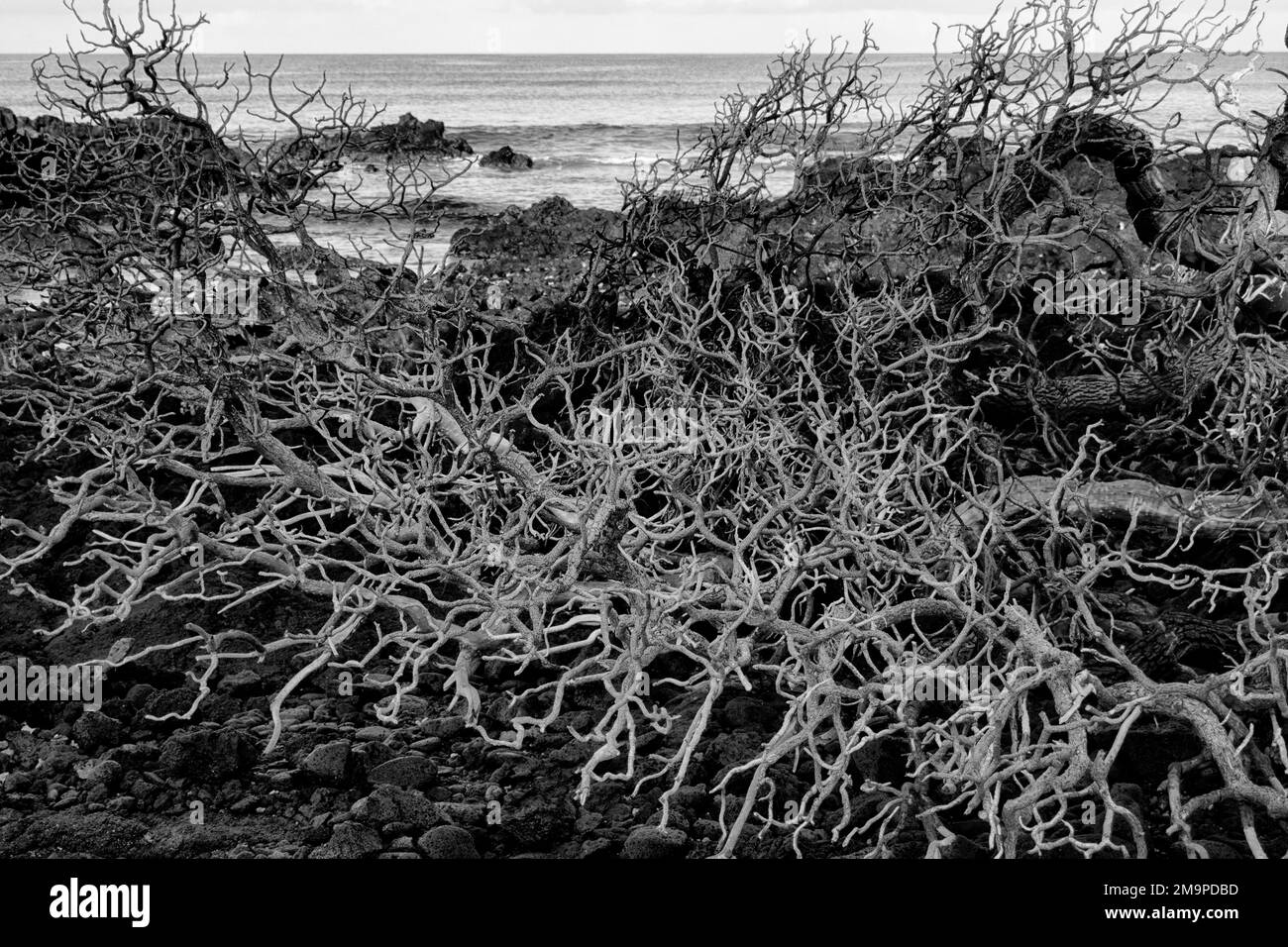 Dead branches and ocean. Hawaii,The Big Island Stock Photo - Alamy