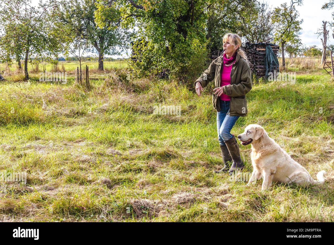 Dog trainer trains a golden retriever with dog whistle on a meadow in