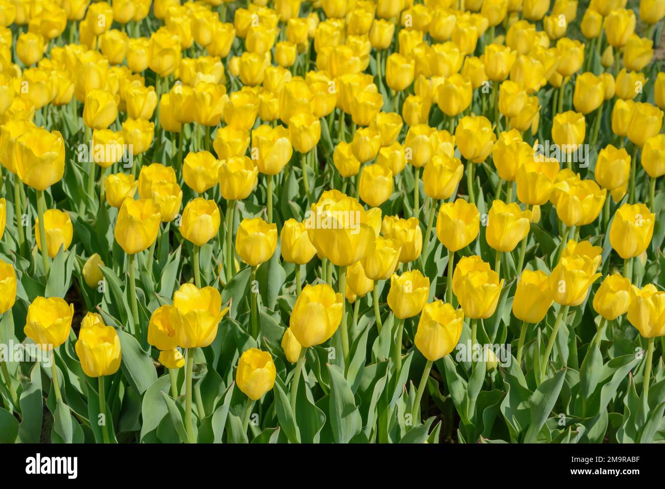 Flower bed with yellow tulips in horizontal format Stock Photo - Alamy
