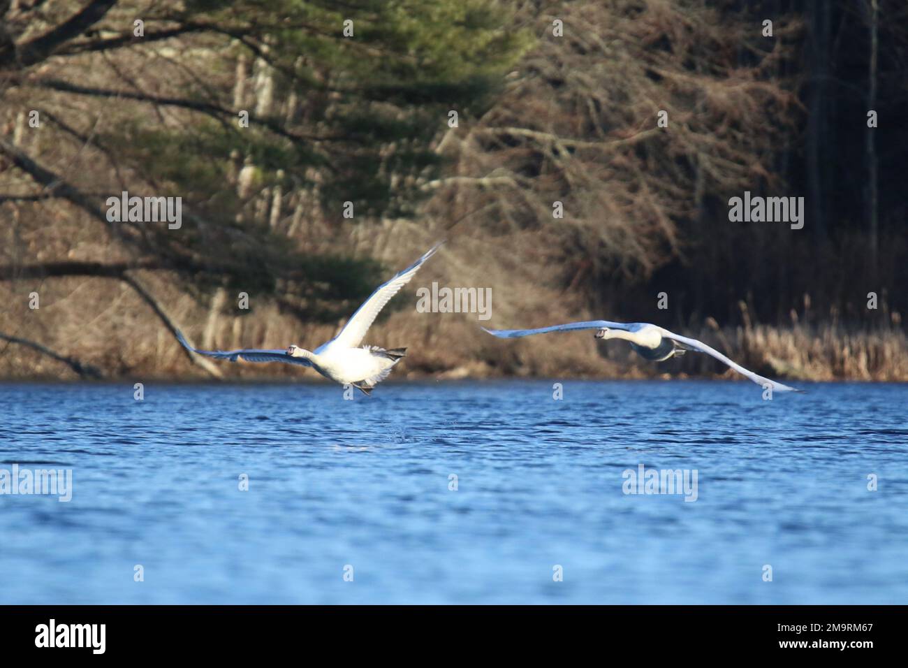 Two mute swans Cygnus olor taking flight from a blue lake in winter Stock Photo