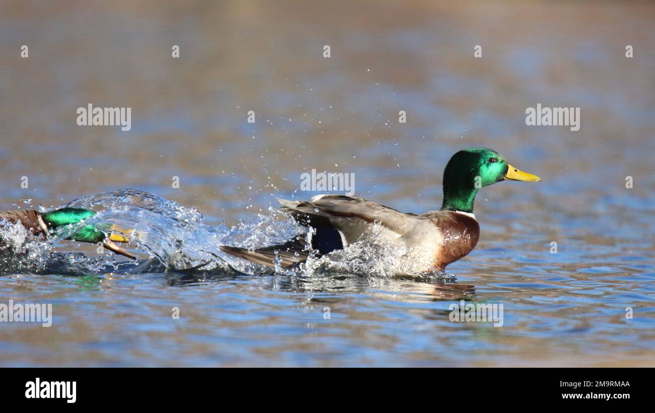 A pair of drake mallard ducks one is chasing the other away from the female duck Stock Photo