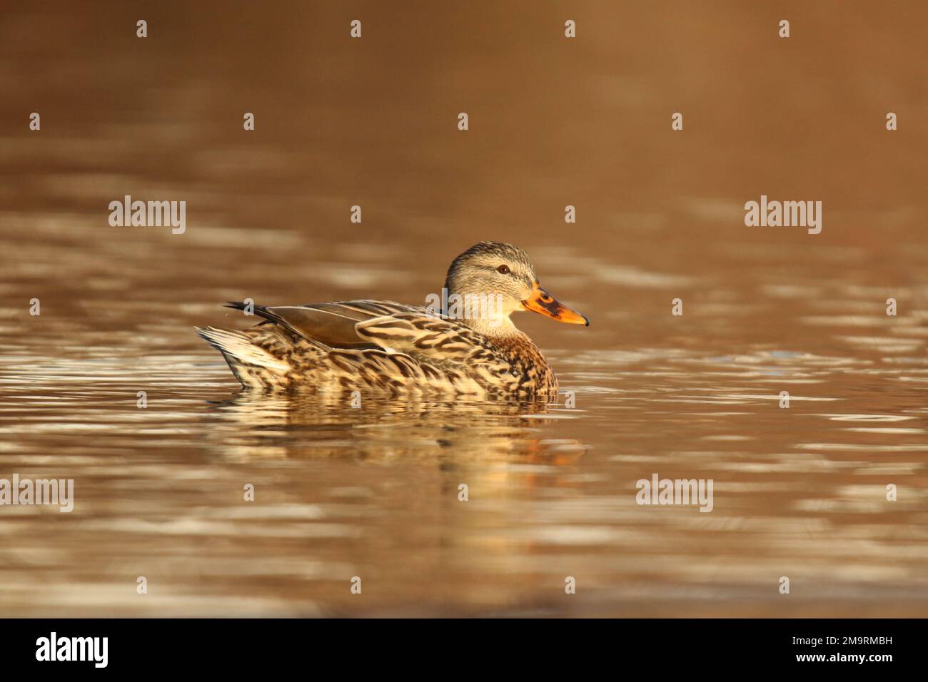 Hen mallard duck Anas platyrhynchos swimming on golden water in winter Stock Photo