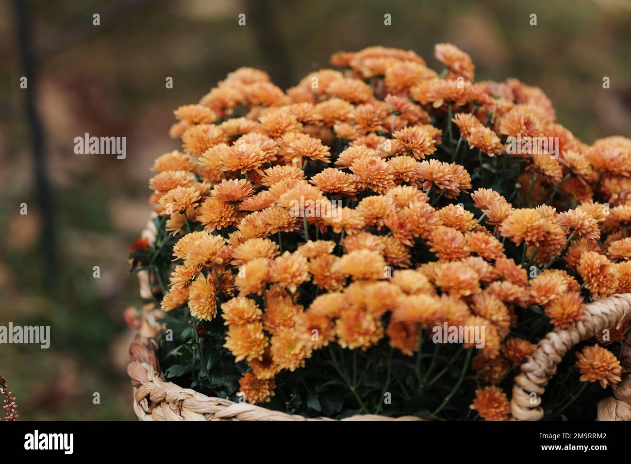 Beautiful bush of red-orange chrysanthemum, grandiflorum, is a hybrid species of perennial plant from family Asteraceae close-up. Gardening concept. B Stock Photo