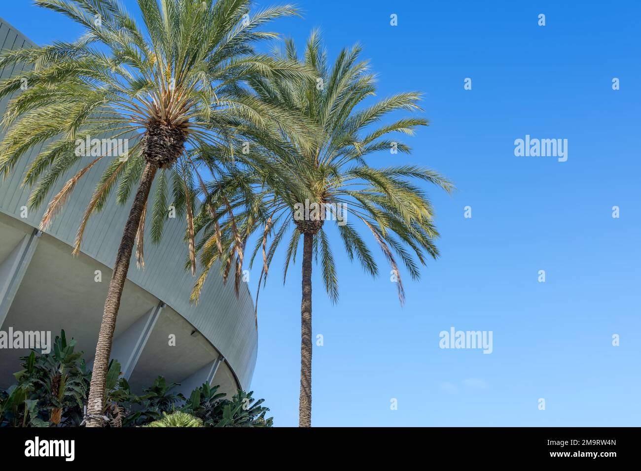 Anaheim, CA, USA November 1, 2022 Palm trees at the midcentury